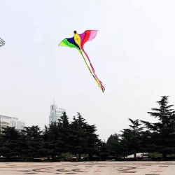 DIỀU CHIM PHƯỢNG HOÀNG